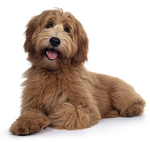 White store house labradoodle